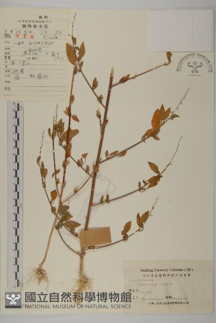 藜、灰藜藏品圖，第1張