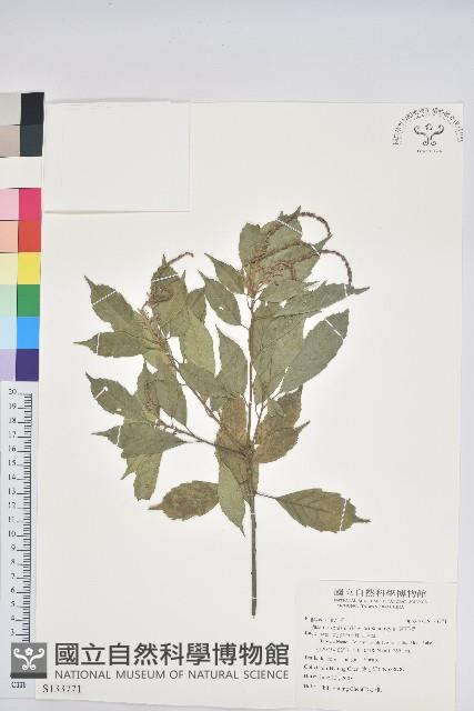 油葉石櫟藏品圖，第1張