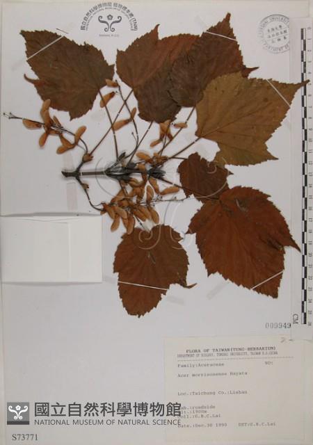 臺灣紅榨槭藏品圖，第1張