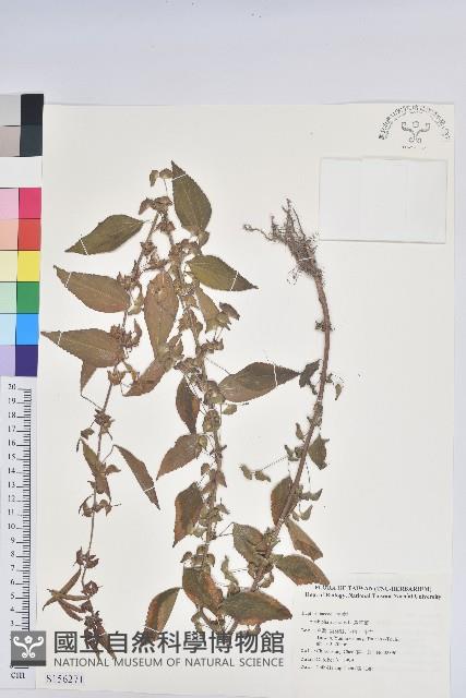 鐵莧菜藏品圖，第1張