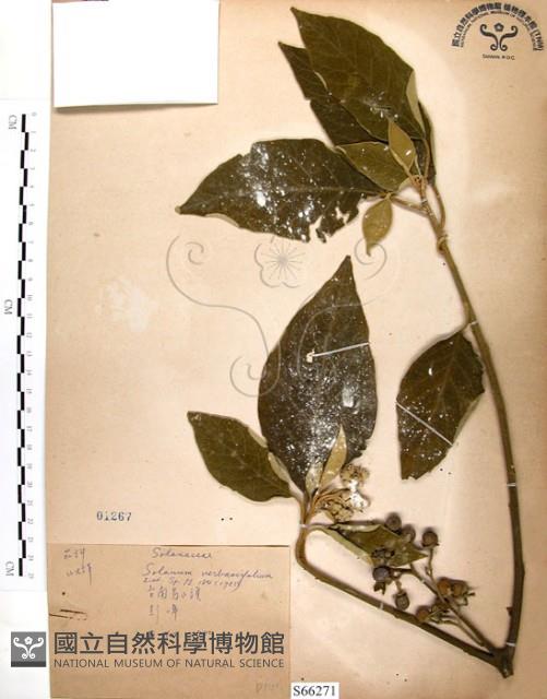 山煙草藏品圖，第1張