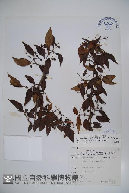 狹葉莢迷藏品圖，第1張