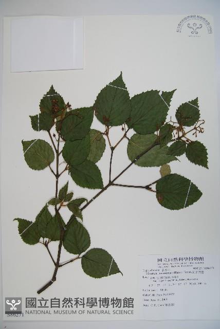 紅子莢迷藏品圖，第1張