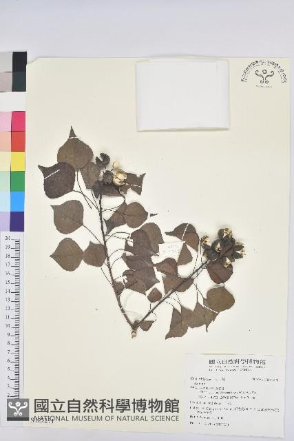 登錄號:S122271藏品圖，第1張