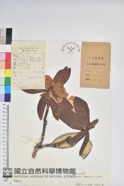 麻點杜鵑藏品圖，第1張