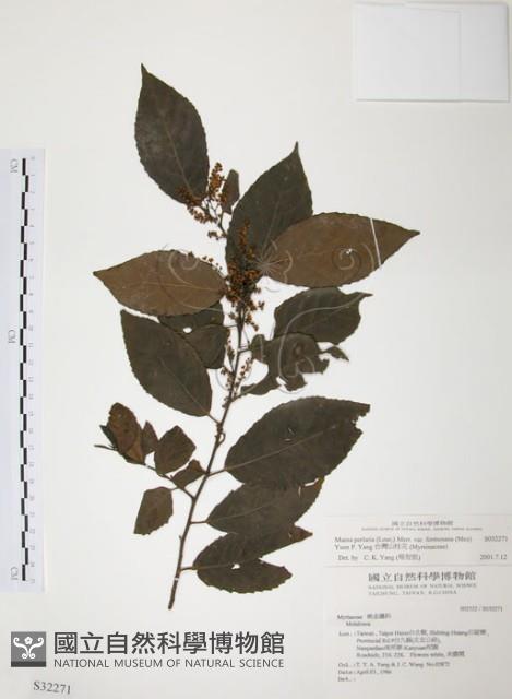 台灣山桂花藏品圖，第1張