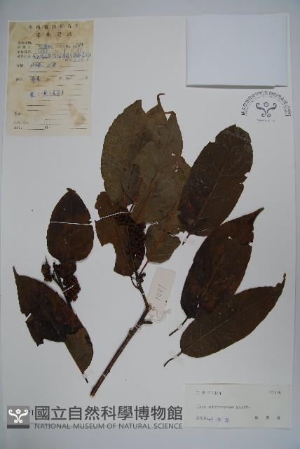 朱紅水木藏品圖，第1張