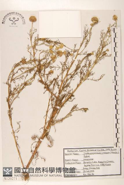 三肋果藏品圖，第1張