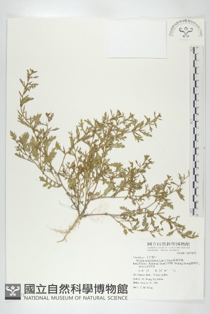廣東葶藶藏品圖，第1張