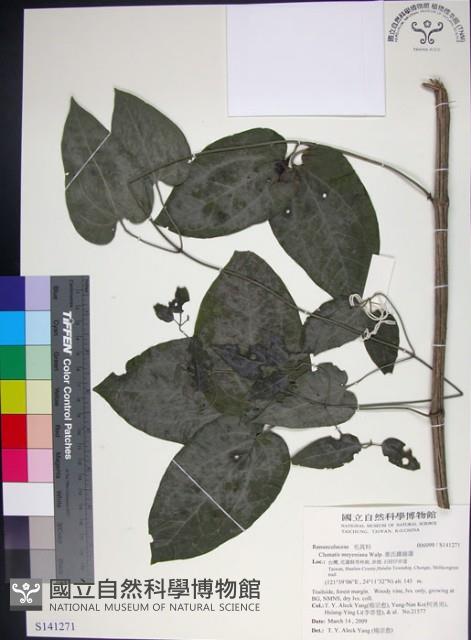 麥氏鐵線蓮藏品圖，第1張