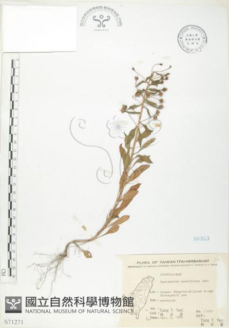 茅毛珍珠菜藏品圖，第1張