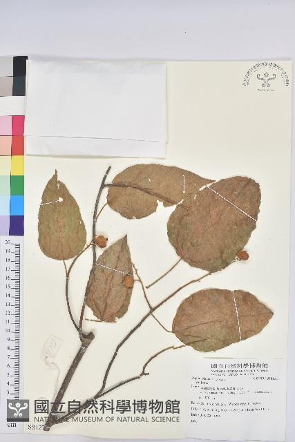 登錄號:S081271藏品圖，第1張