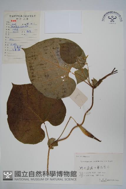 牛皮消藏品圖，第1張