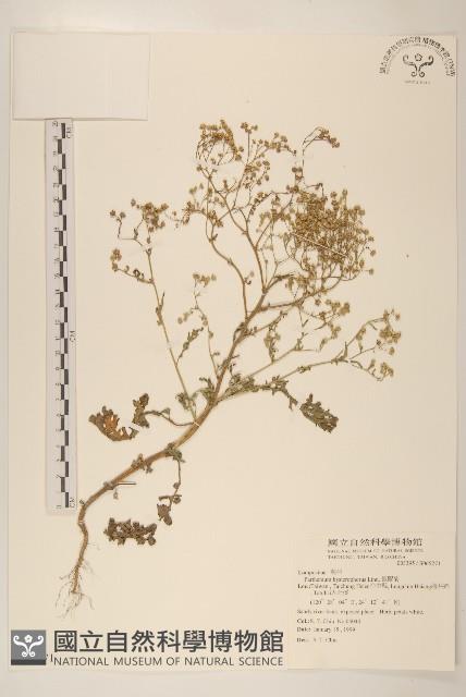 銀膠菊藏品圖，第1張