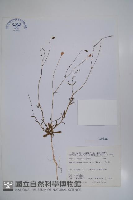 細葉蘭花參藏品圖，第1張