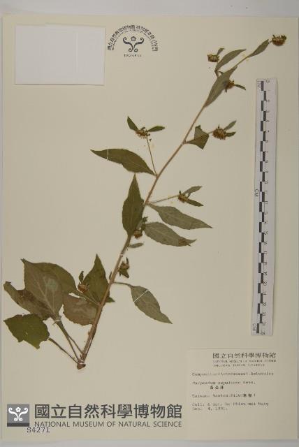 黃金珠藏品圖，第1張