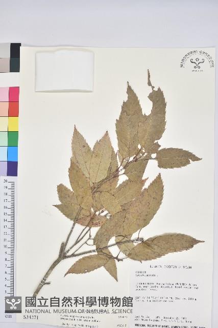 狹葉櫟藏品圖，第1張