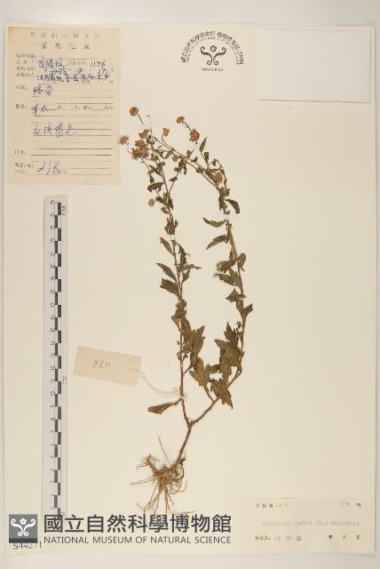 雞兒腸藏品圖，第1張