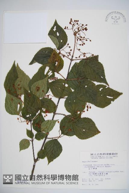 紅子莢迷藏品圖，第1張