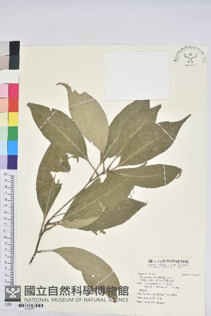 短尾葉石櫟、嶺南柯`東南石櫟藏品圖，第1張