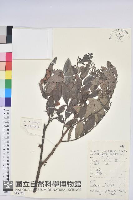 紅毛饅頭果藏品圖，第1張