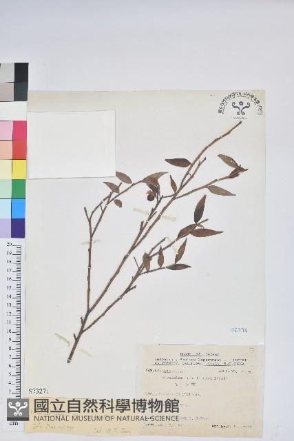 毛蕊花藏品圖，第1張