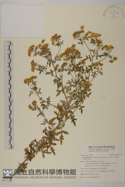 阿里山油菊藏品圖，第1張