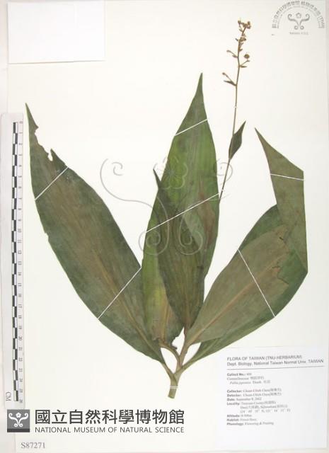 杜若藏品圖，第1張