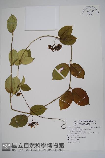 爬森藤藏品圖，第1張