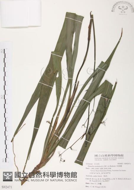 桔梗蘭藏品圖，第1張