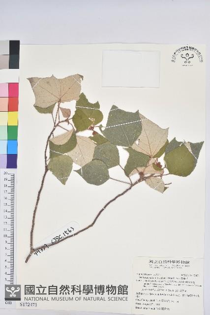 白匏子藏品圖，第1張