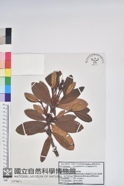 牛皮杜鵑藏品圖，第1張