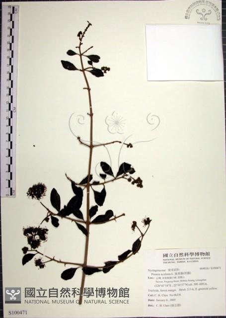 腺果藤、刺藤藏品圖，第1張