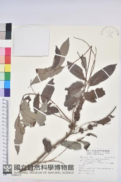 米碎柃木藏品圖，第1張