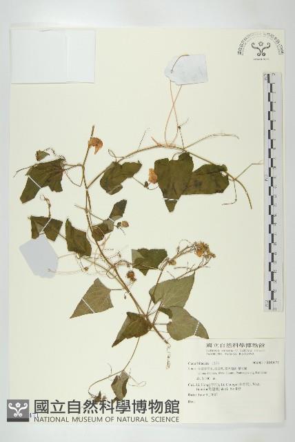 登錄號:S140471藏品圖，第1張