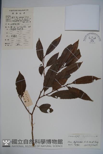 細刺冬青藏品圖，第1張