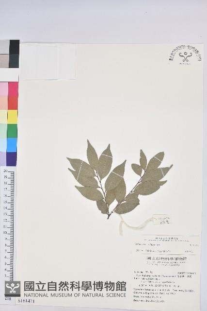 登錄號:S161471藏品圖，第1張