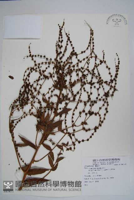 登錄號:S081471藏品圖，第1張