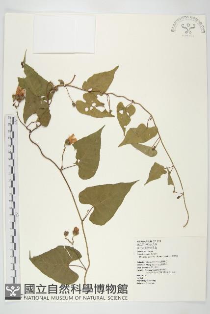 菜欒藤藏品圖，第1張