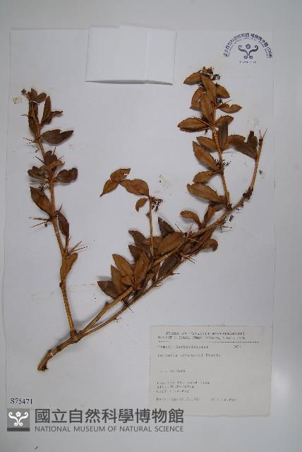 臺灣小蘗藏品圖，第1張