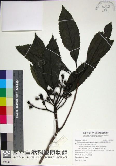 山枇杷、臺灣枇杷藏品圖，第1張