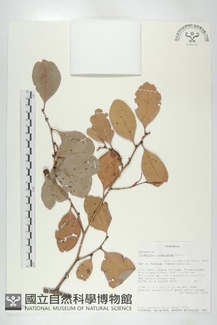 登錄號:S093471藏品圖，第1張