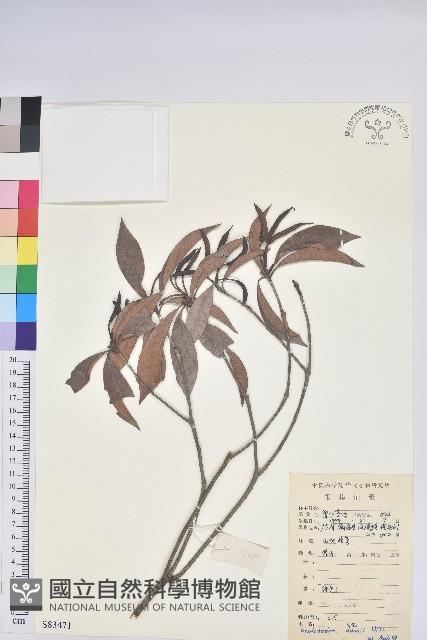 登錄號:S083471藏品圖，第1張