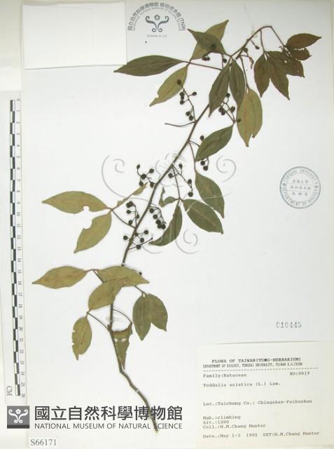 飛龍掌血藏品圖，第1張