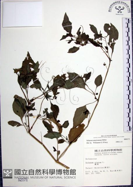 光果龍葵藏品圖，第1張