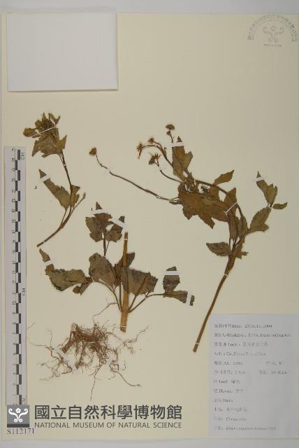 羽葉鬼針草藏品圖，第1張
