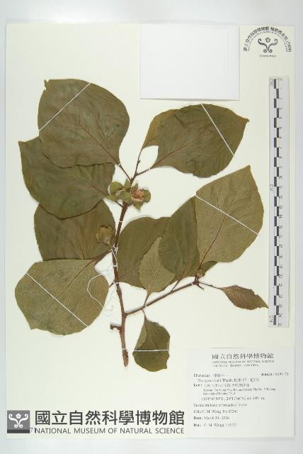 柿、柿仔、紅柿藏品圖，第1張