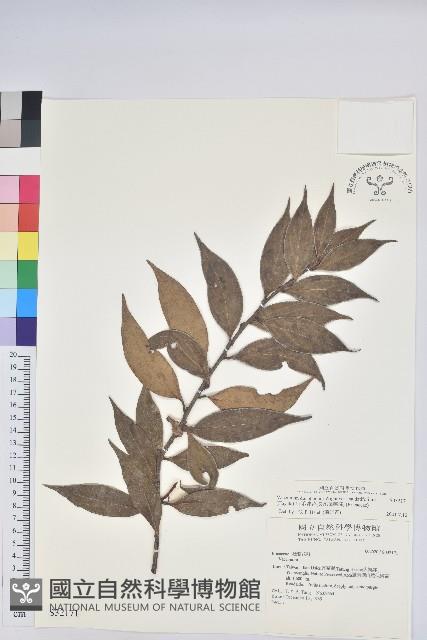 珍珠花、長尾葉越橘藏品圖，第1張