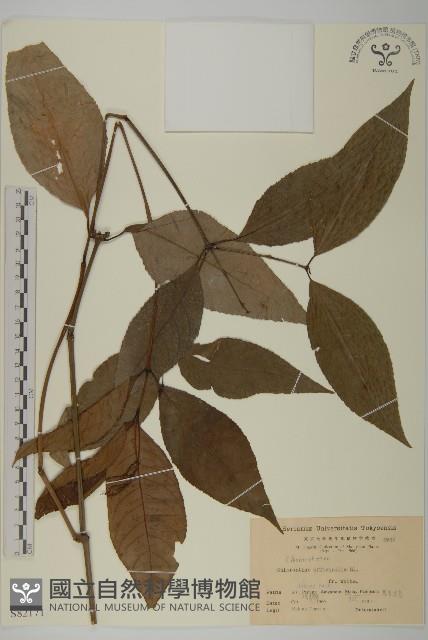 登錄號:S082171藏品圖，第1張