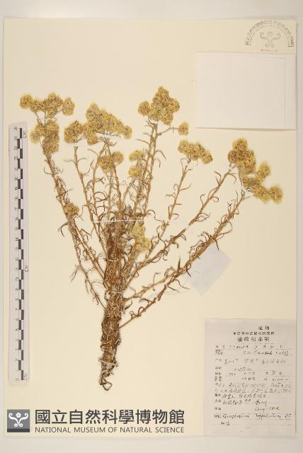 秋鼠麴草藏品圖，第1張